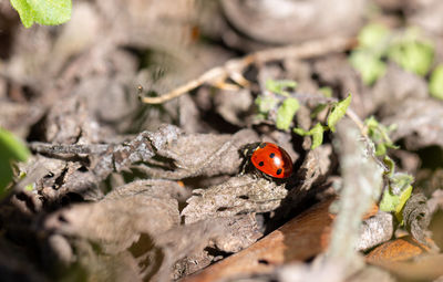 High angle view of ladybug on leaf