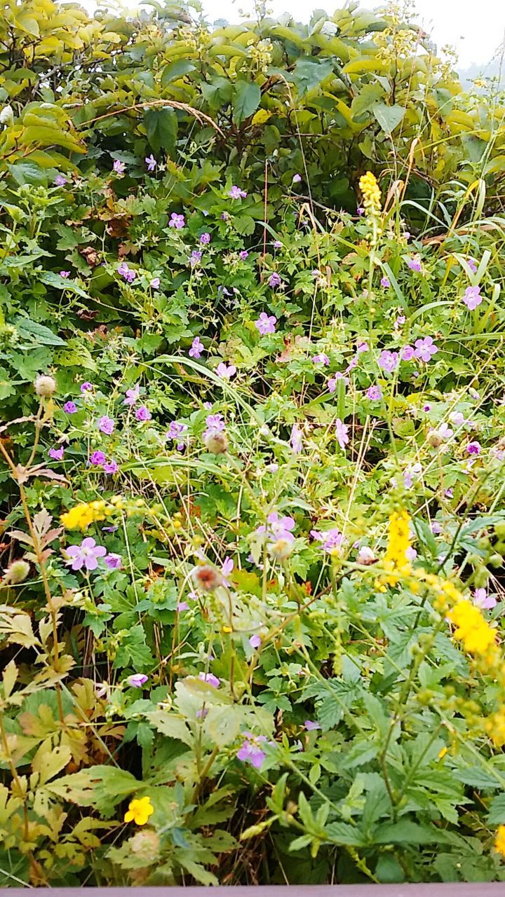 flower, growth, freshness, beauty in nature, plant, leaf, nature, fragility, green color, blooming, field, abundance, tranquility, in bloom, growing, blossom, day, outdoors, tranquil scene, tree