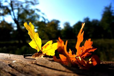 Close-up of leaves during sunset