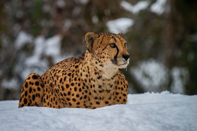 Cheetah on snow