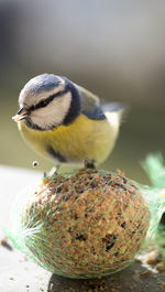 Close-up of bird perching outdoors