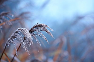 Close-up of frozen plant