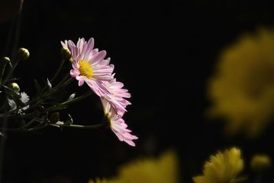 Close-up of pink flower