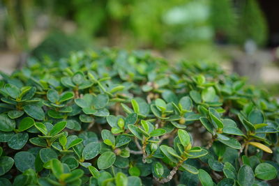 Close-up of green leaves on plant