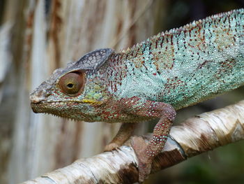 Close-up of a chameleon