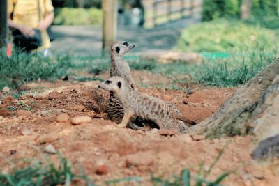 Meerkat pair
