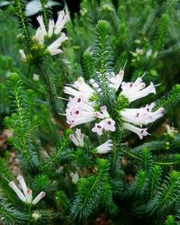 Close-up of flowers growing on plant