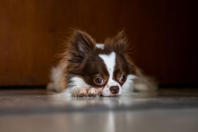 Portrait of puppy on floor