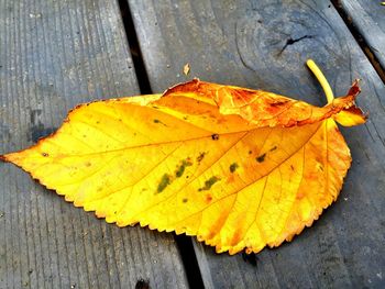 Close-up of maple leaves