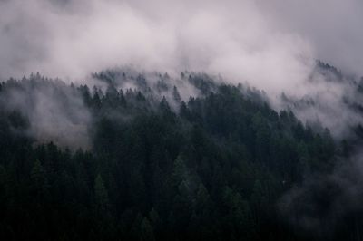 Low angle view of trees in forest against sky