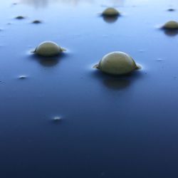 Close-up of fruits in water