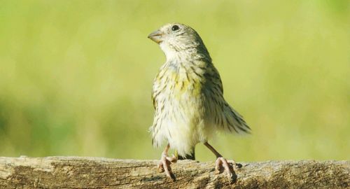 Close-up of bird perching on rock