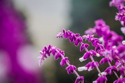 Close-up of pink flowers blooming outdoors