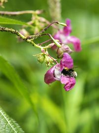 Close-up of pink flowering plant