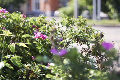 Close-up of flowers blooming outdoors