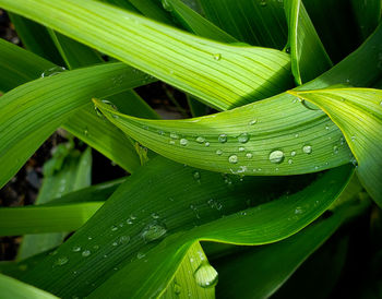 Close-up of wet plant leaves during rainy season