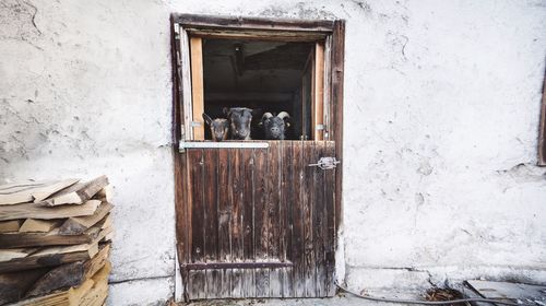 Goats standing at door in shed
