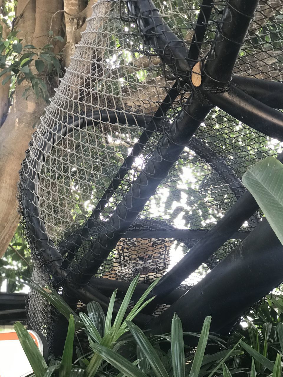 HIGH ANGLE VIEW OF LIZARD ON PLANT