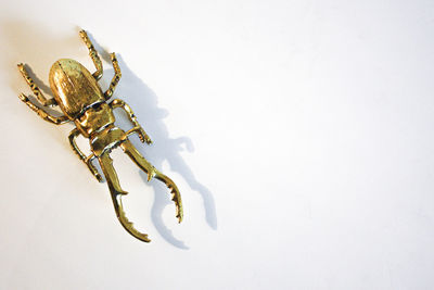 Close-up of spider on white background