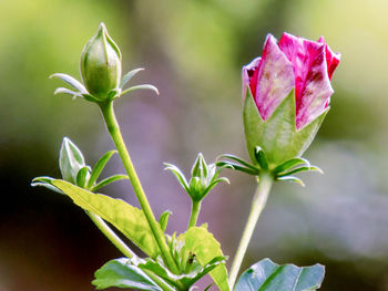 Close-up of purple flowering plant