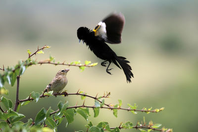 Bird perching on a plant