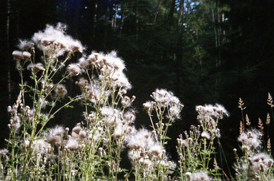 Close-up of flowers