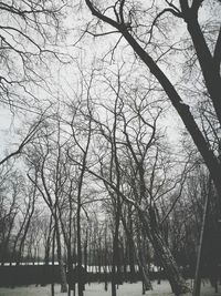 Low angle view of trees against sky