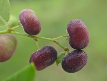 Close-up of fruits growing on plant