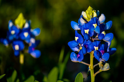 Close-up of purple flowering plant