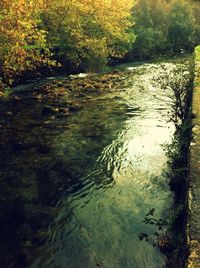 Reflection of trees in river