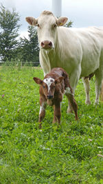 Mother cow with calf on pasture, happy animals