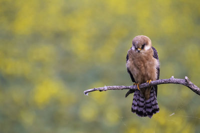 Close-up of bird perching on branch