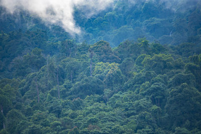 Scenic view of forest