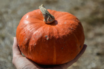 Cropped image of person holding pumpkin