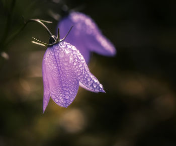 Close-up of purple flower