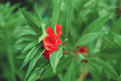 Close-up of red rose flower