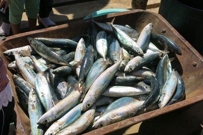 High angle view of fish for sale at market