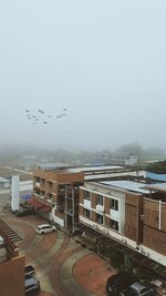 Birds flying over buildings in city