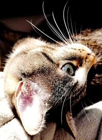 Close-up of cat looking away