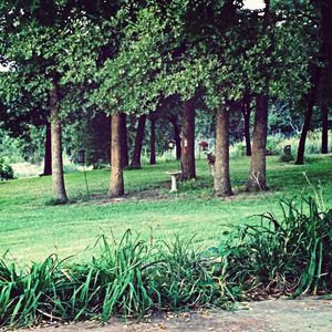 Trees on grassy field