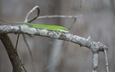 Close-up of insect perching on branch