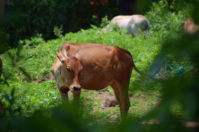 Cow standing in a field