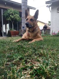 Dog standing in lawn