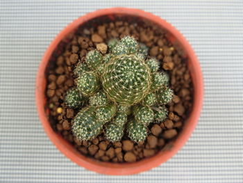 Directly above shot of succulent plant on table