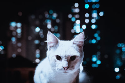 Close-up portrait of white cat
