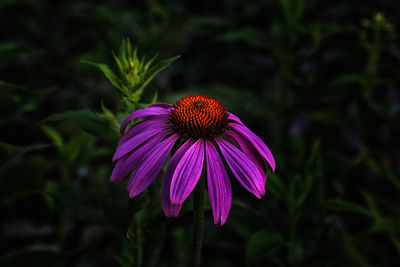 Close-up of pink flower