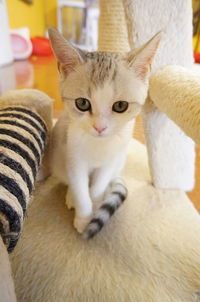 Close-up portrait of cat at home