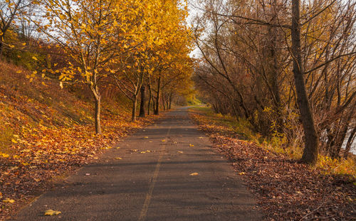 Road amidst trees in forest during autumn