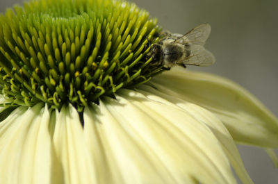 Extreme close-up of fly on flower head