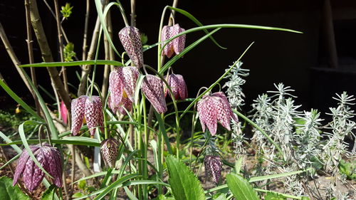 Close-up of flowers growing outdoors